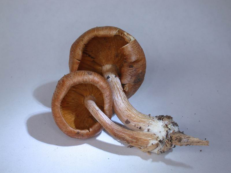 da determinare 07.11.06 (Manziana - RM)